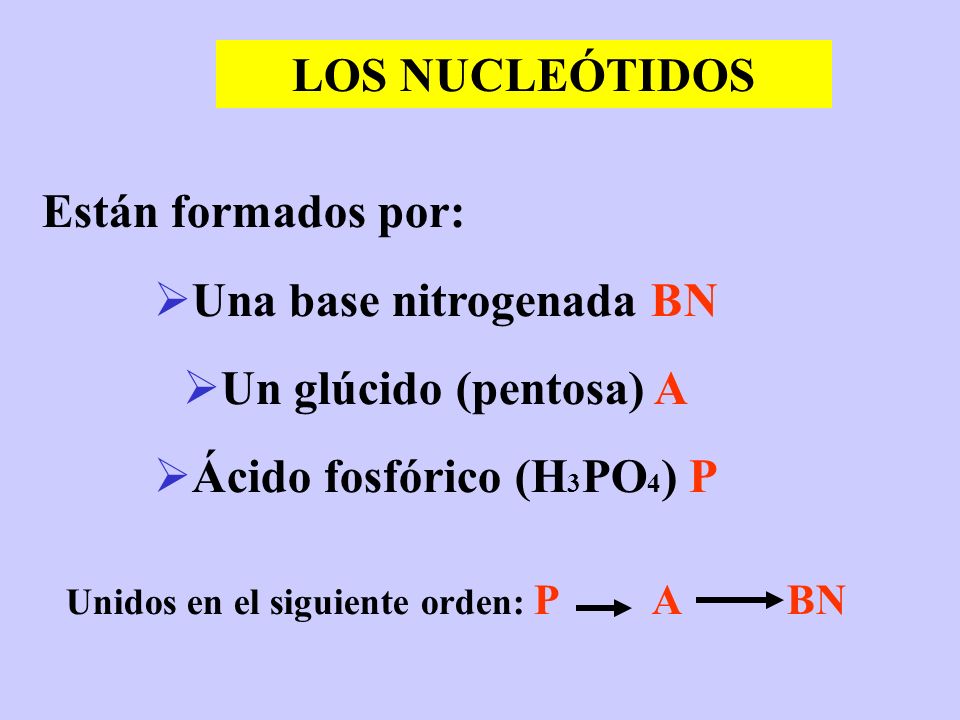 Una base nitrogenada BN Ácido fosfórico (H3PO4) P