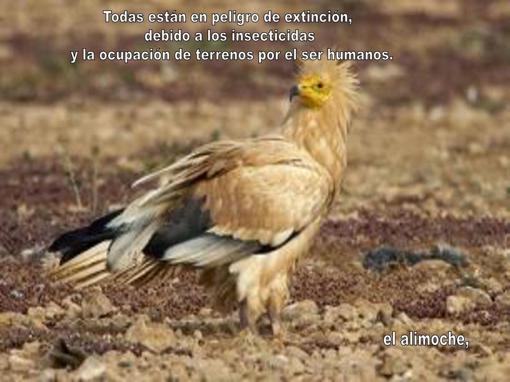 Todas están en peligro de extinción, debido a los insecticidas