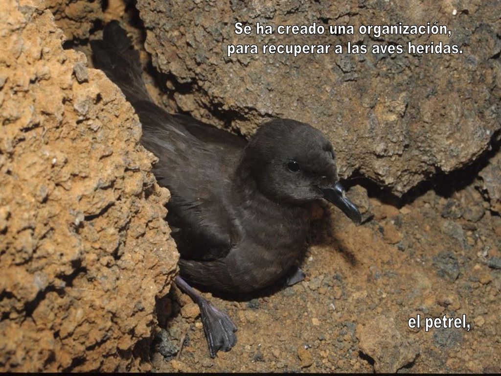 Se ha creado una organización, para recuperar a las aves heridas.