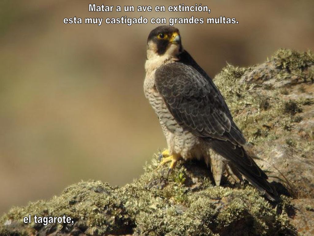 Matar a un ave en extinción, esta muy castigado con grandes multas.