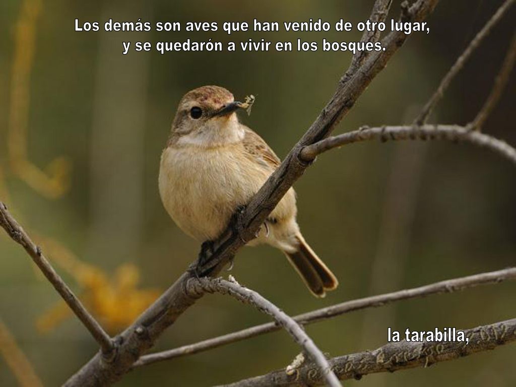Los demás son aves que han venido de otro lugar,
