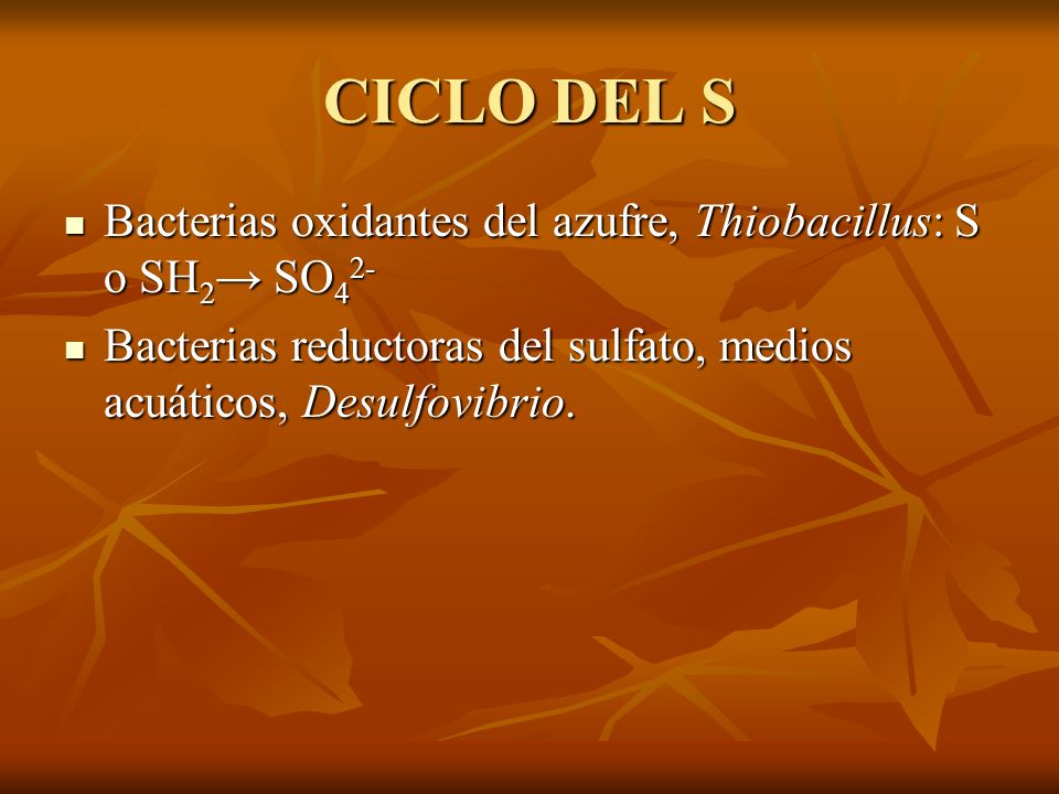 CICLO DEL S Bacterias oxidantes del azufre, Thiobacillus: S o SH2→ SO42- Bacterias reductoras del sulfato, medios acuáticos, Desulfovibrio.