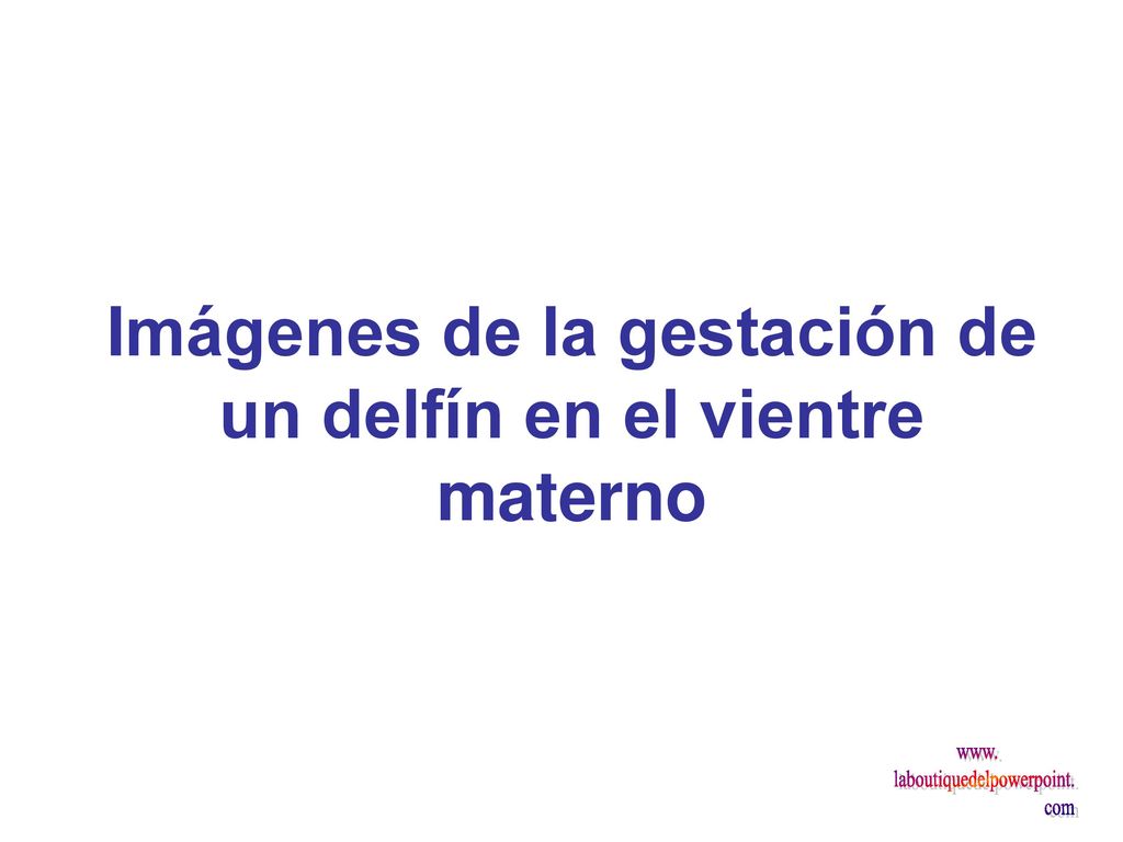 Imágenes de la gestación de un delfín en el vientre materno