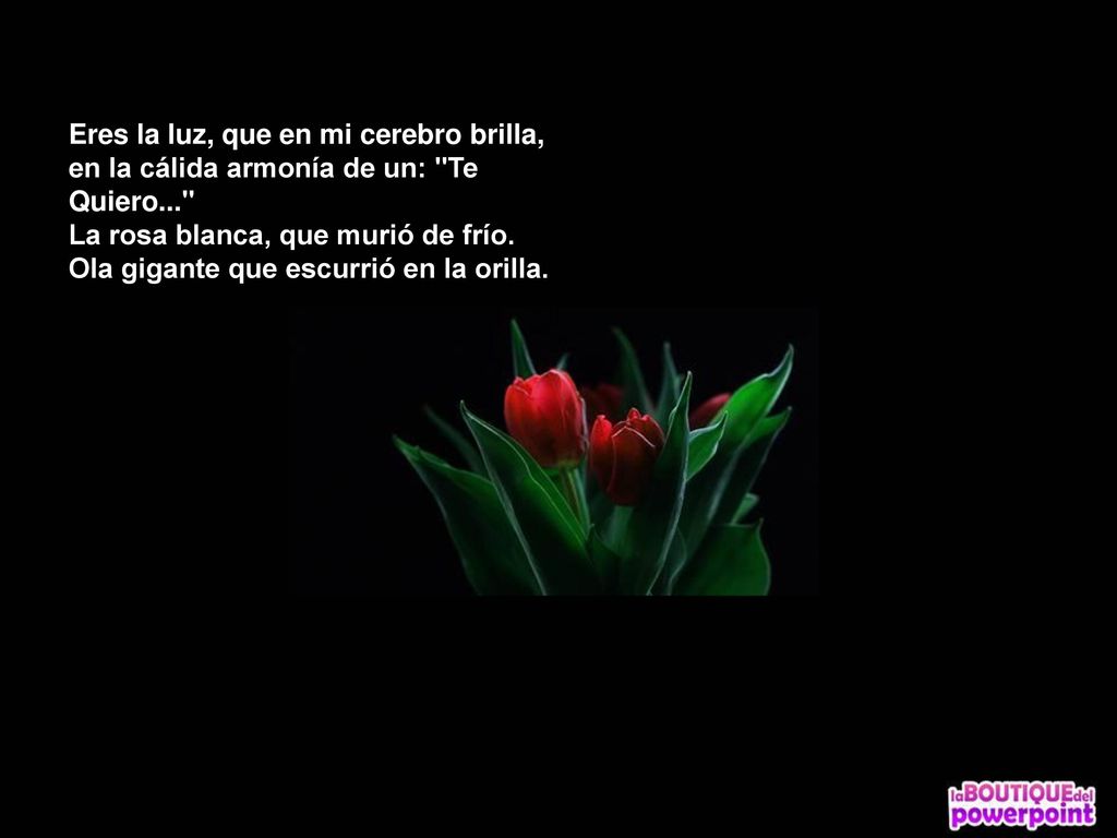 Eres la luz, que en mi cerebro brilla, en la cálida armonía de un: Te Quiero... La rosa blanca, que murió de frío.