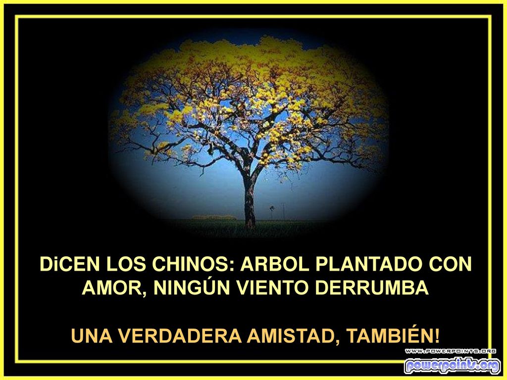 DiCEN LOS CHINOS: ARBOL PLANTADO CON AMOR, NINGÚN VIENTO DERRUMBA
