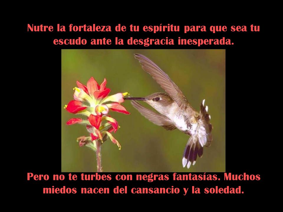 Nutre la fortaleza de tu espíritu para que sea tu escudo ante la desgracia inesperada.