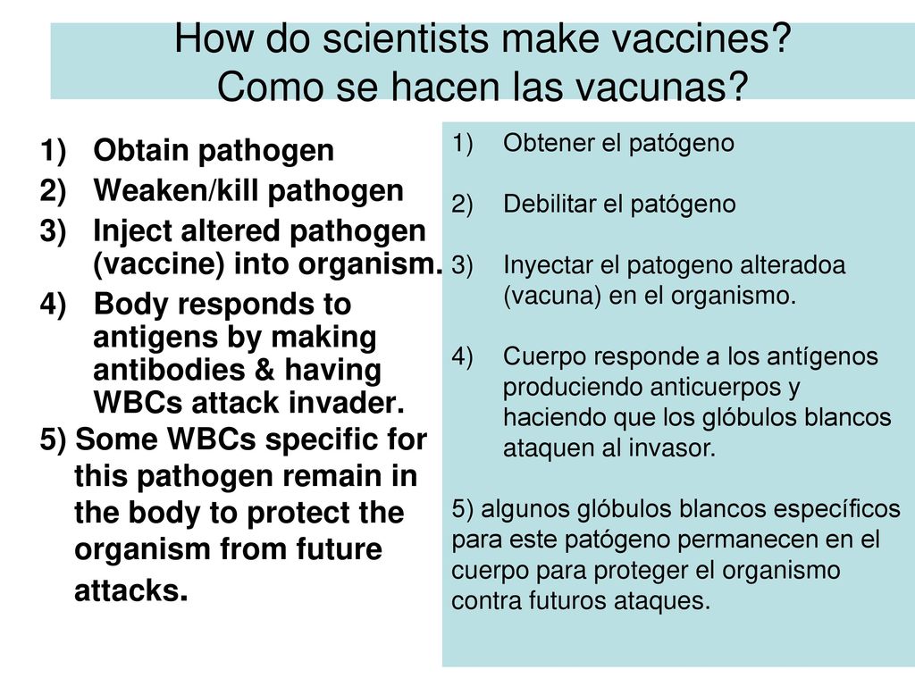 How do scientists make vaccines Como se hacen las vacunas