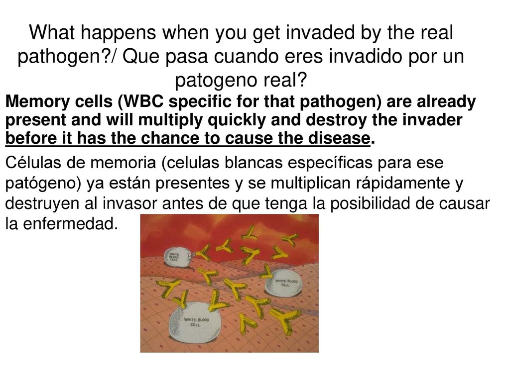 What happens when you get invaded by the real pathogen