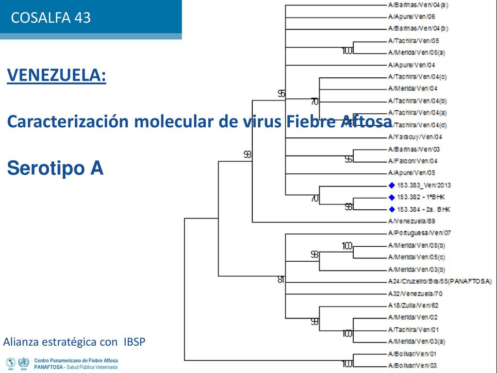 Caracterización molecular de virus Fiebre Aftosa Serotipo A