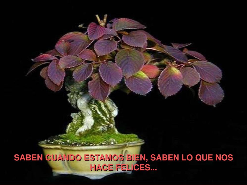 SABEN CUANDO ESTAMOS BIEN, SABEN LO QUE NOS HACE FELICES...