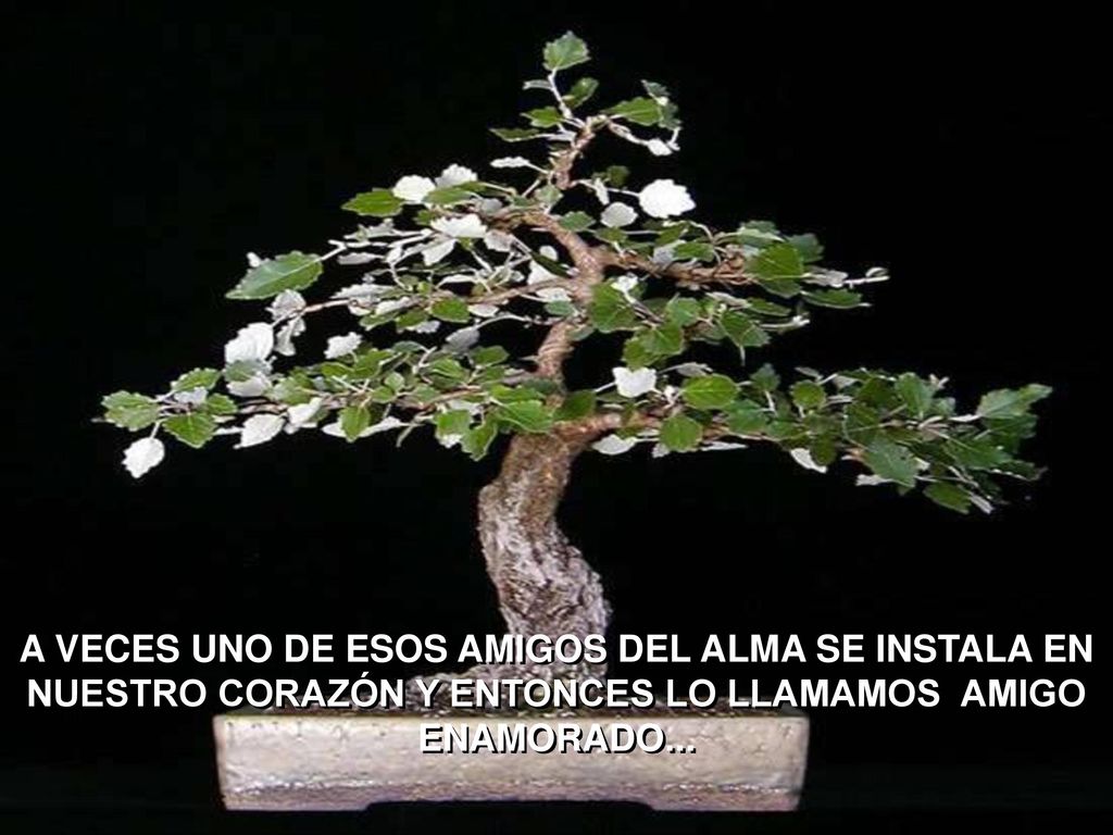 A VECES UNO DE ESOS AMIGOS DEL ALMA SE INSTALA EN NUESTRO CORAZÓN Y ENTONCES LO LLAMAMOS AMIGO ENAMORADO...