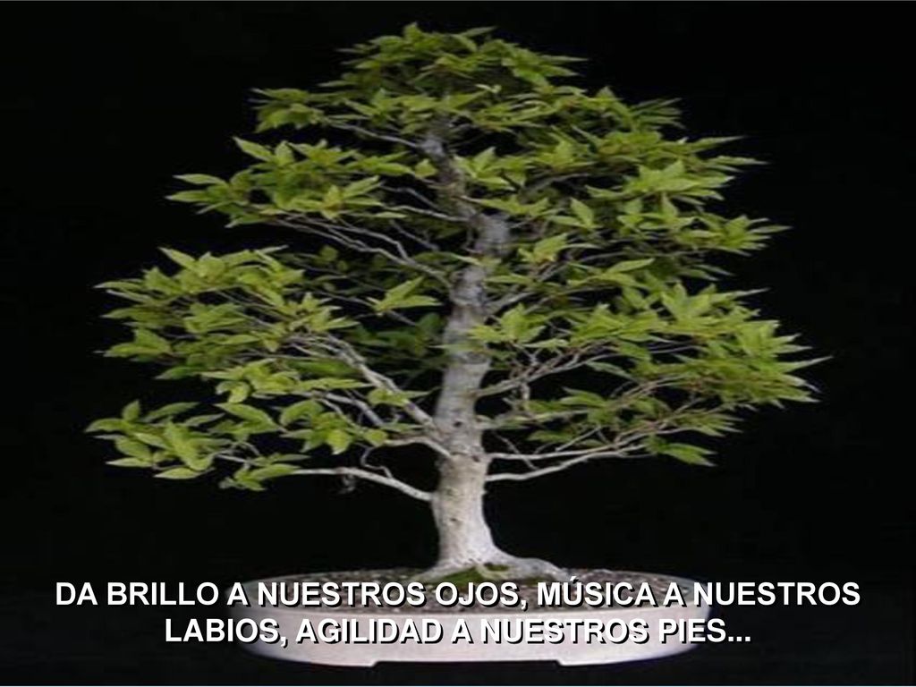 DA BRILLO A NUESTROS OJOS, MÚSICA A NUESTROS LABIOS, AGILIDAD A NUESTROS PIES...