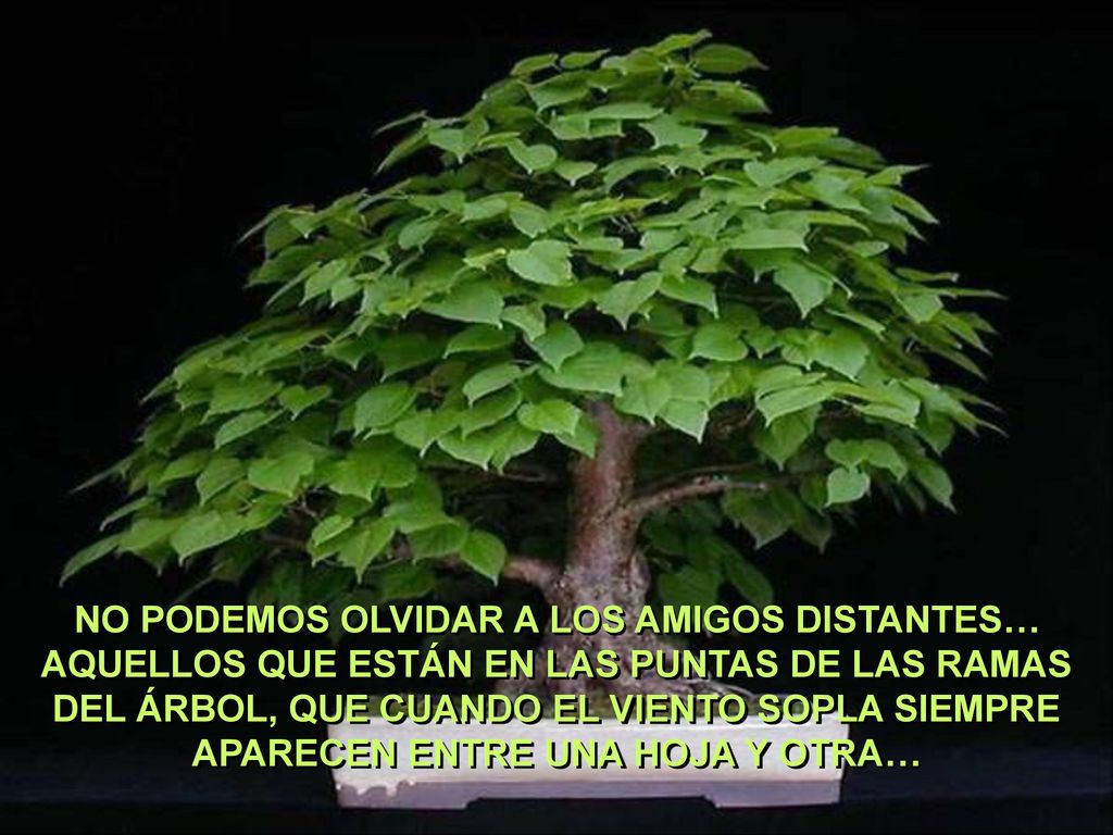 NO PODEMOS OLVIDAR A LOS AMIGOS DISTANTES… AQUELLOS QUE ESTÁN EN LAS PUNTAS DE LAS RAMAS DEL ÁRBOL, QUE CUANDO EL VIENTO SOPLA SIEMPRE APARECEN ENTRE UNA HOJA Y OTRA…