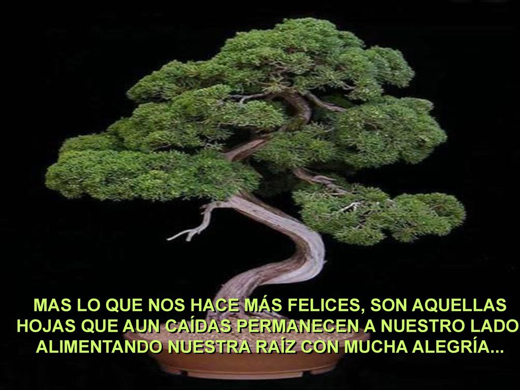 MAS LO QUE NOS HACE MÁS FELICES, SON AQUELLAS HOJAS QUE AUN CAÍDAS PERMANECEN A NUESTRO LADO, ALIMENTANDO NUESTRA RAÍZ CON MUCHA ALEGRÍA...