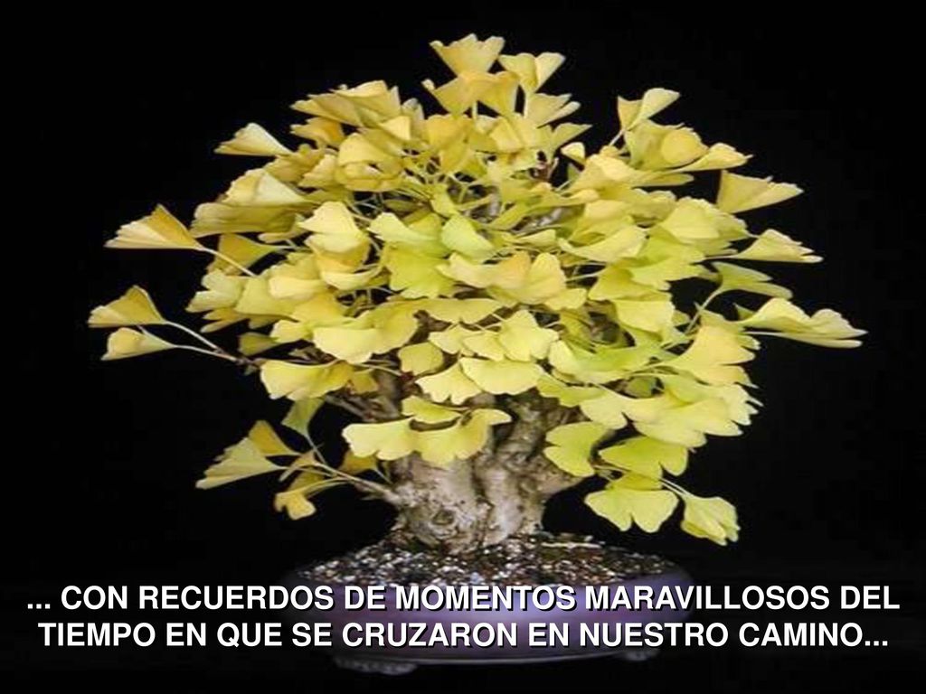 ... CON RECUERDOS DE MOMENTOS MARAVILLOSOS DEL TIEMPO EN QUE SE CRUZARON EN NUESTRO CAMINO...