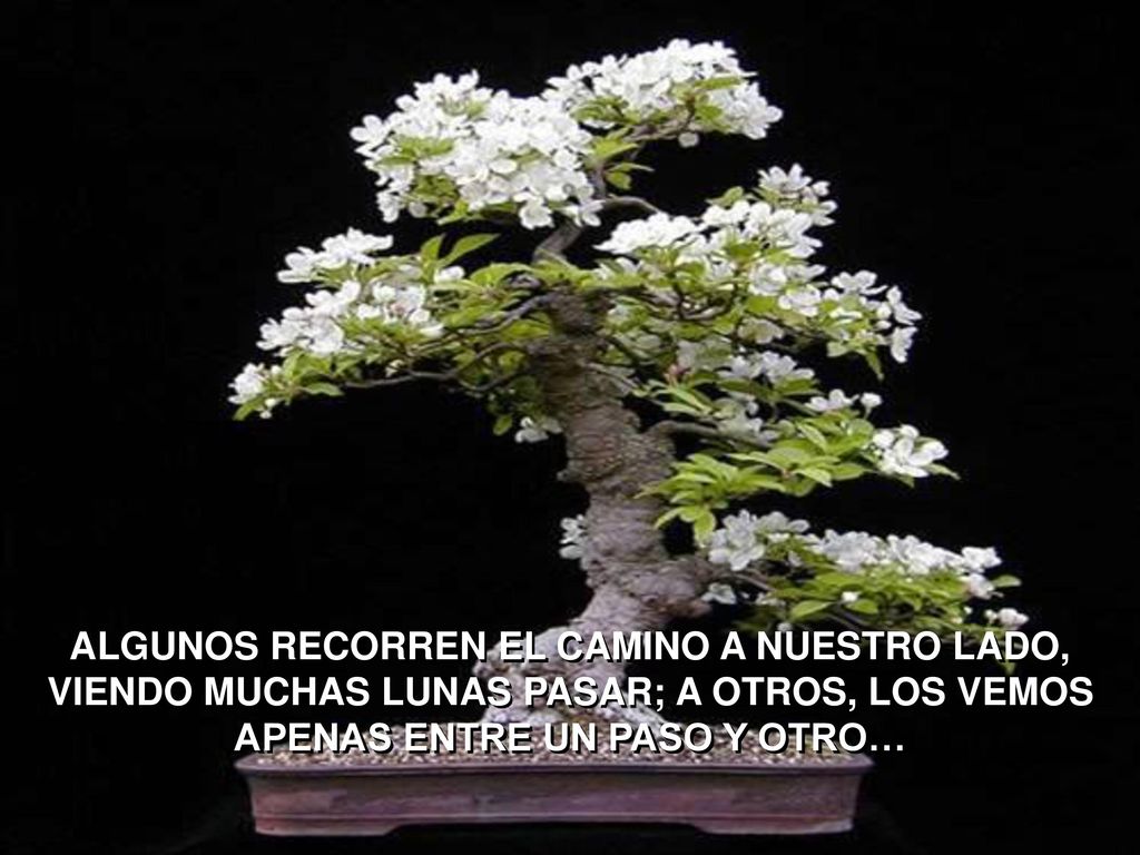 ALGUNOS RECORREN EL CAMINO A NUESTRO LADO, VIENDO MUCHAS LUNAS PASAR; A OTROS, LOS VEMOS APENAS ENTRE UN PASO Y OTRO…