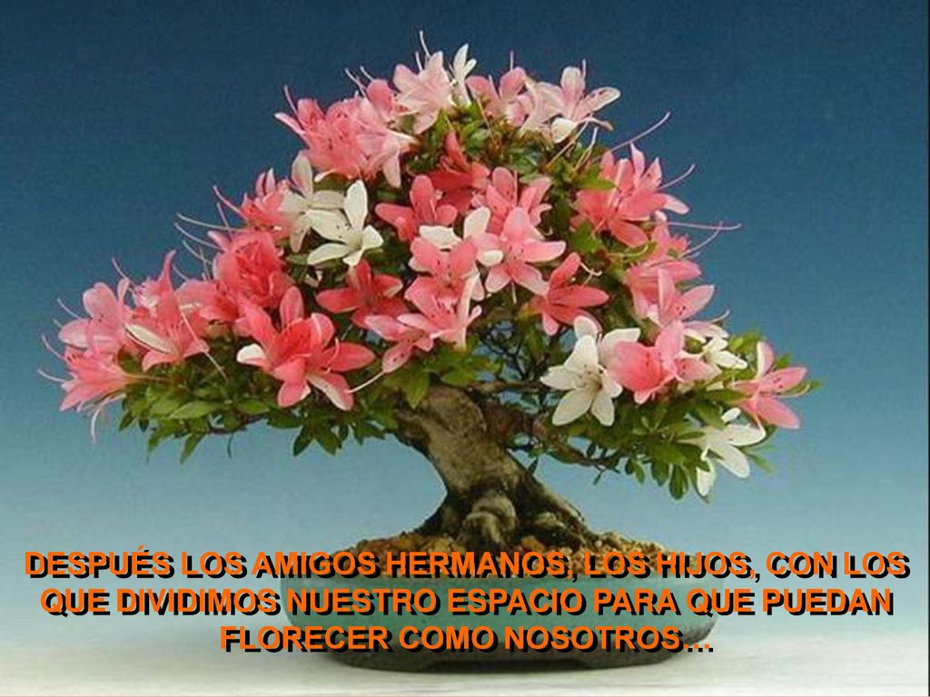DESPUÉS LOS AMIGOS HERMANOS, LOS HIJOS, CON LOS QUE DIVIDIMOS NUESTRO ESPACIO PARA QUE PUEDAN FLORECER COMO NOSOTROS…