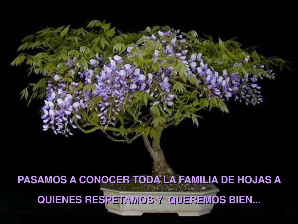 PASAMOS A CONOCER TODA LA FAMILIA DE HOJAS A QUIENES RESPETAMOS Y QUEREMOS BIEN...