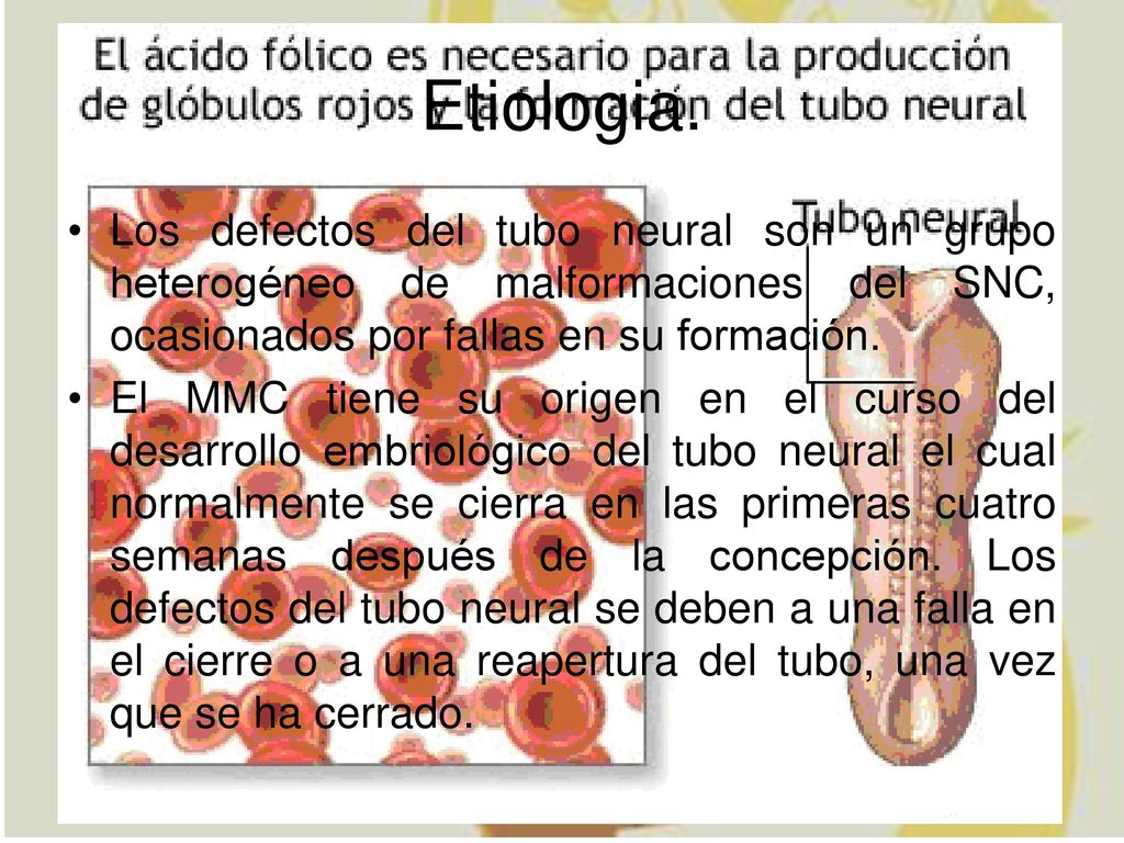 Etiologia. Los defectos del tubo neural son un grupo heterogéneo de malformaciones del SNC, ocasionados por fallas en su formación.