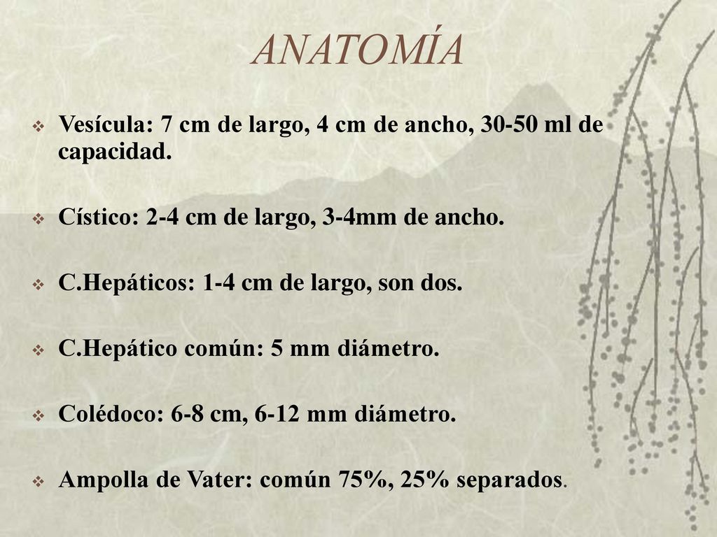 ANATOMÍA Vesícula: 7 cm de largo, 4 cm de ancho, ml de capacidad. Cístico: 2-4 cm de largo, 3-4mm de ancho.