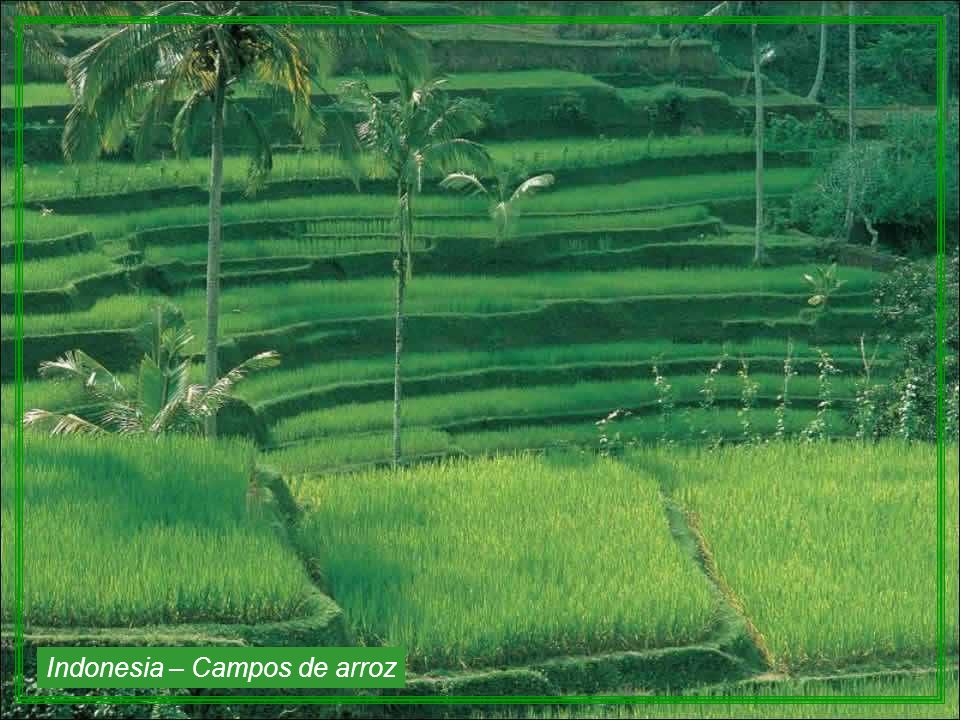 Indonesia – Campos de arroz
