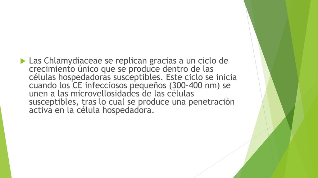 Las Chlamydiaceae se replican gracias a un ciclo de crecimiento único que se produce dentro de las células hospedadoras susceptibles.