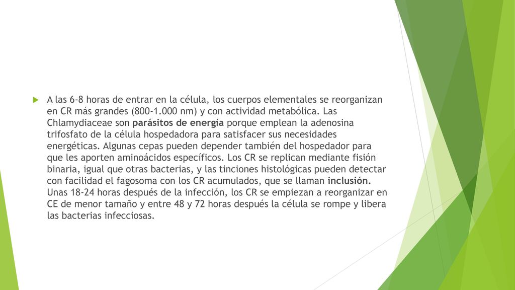 A las 6-8 horas de entrar en la célula, los cuerpos elementales se reorganizan en CR más grandes ( nm) y con actividad metabólica.