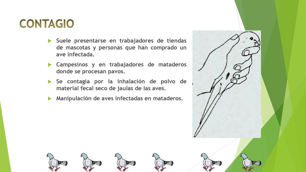 CONTAGIO Suele presentarse en trabajadores de tiendas de mascotas y personas que han comprado un ave infectada.