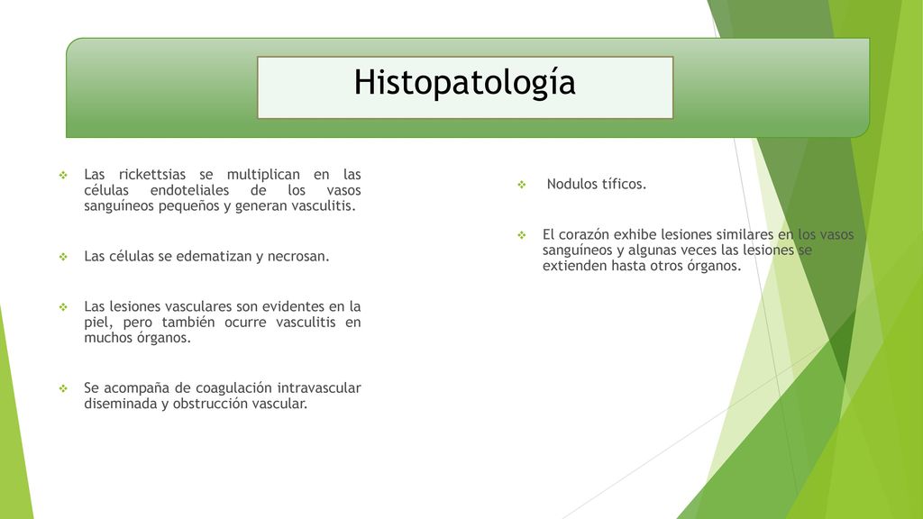 Histopatología Las rickettsias se multiplican en las células endoteliales de los vasos sanguíneos pequeños y generan vasculitis.