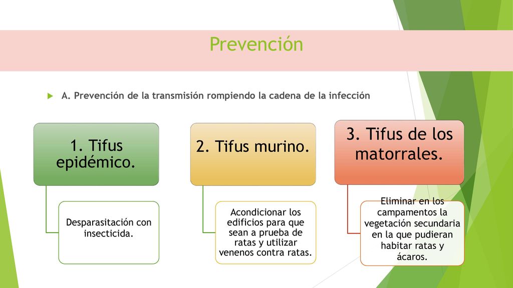 Prevención 3. Tifus de los matorrales. 1. Tifus epidémico.