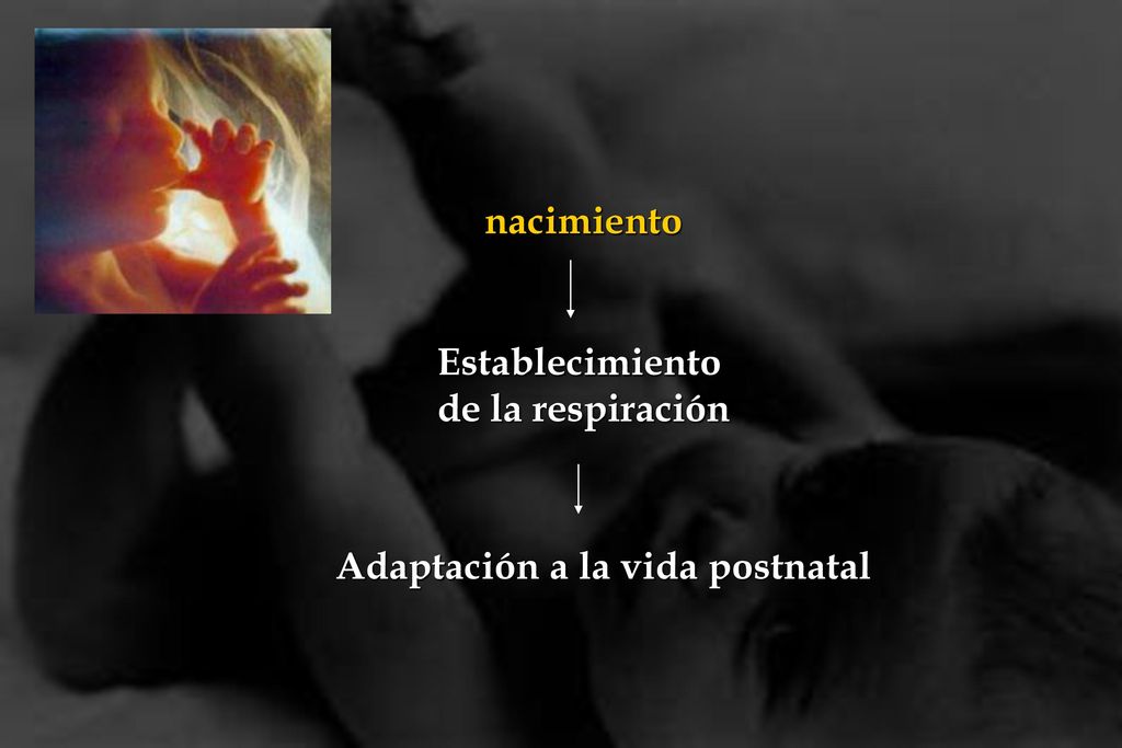 nacimiento Establecimiento de la respiración Adaptación a la vida postnatal