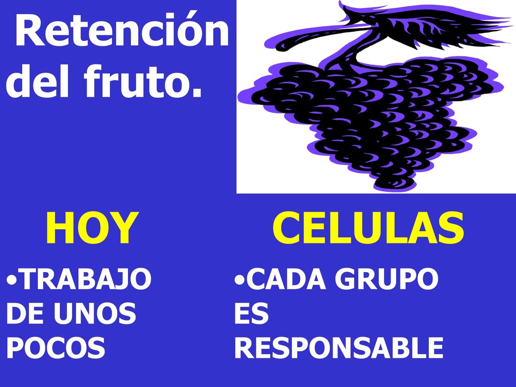 HOY CELULAS TRABAJO DE UNOS POCOS CADA GRUPO ES RESPONSABLE