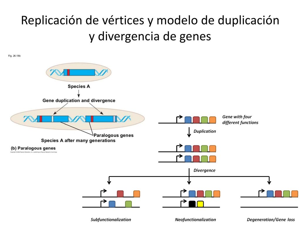 Replicación de vértices y modelo de duplicación y divergencia de genes