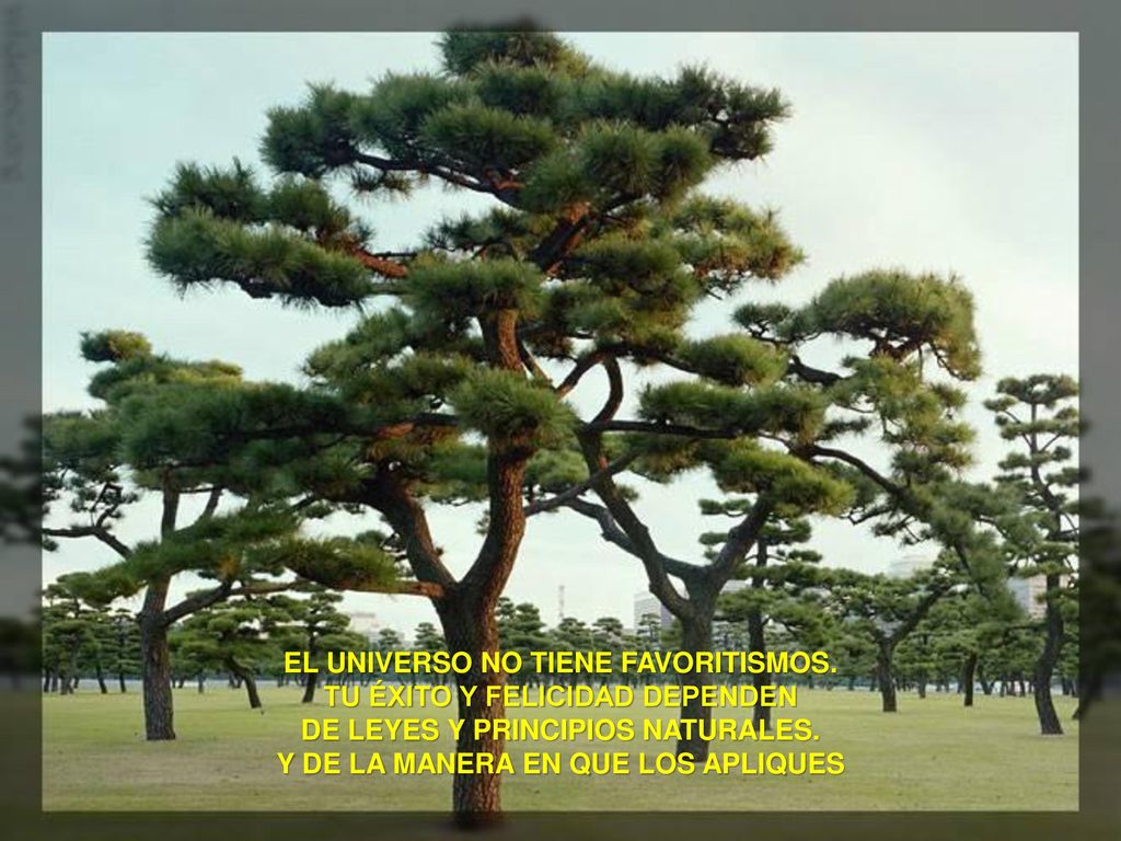 EL UNIVERSO NO TIENE FAVORITISMOS. TU ÉXITO Y FELICIDAD DEPENDEN