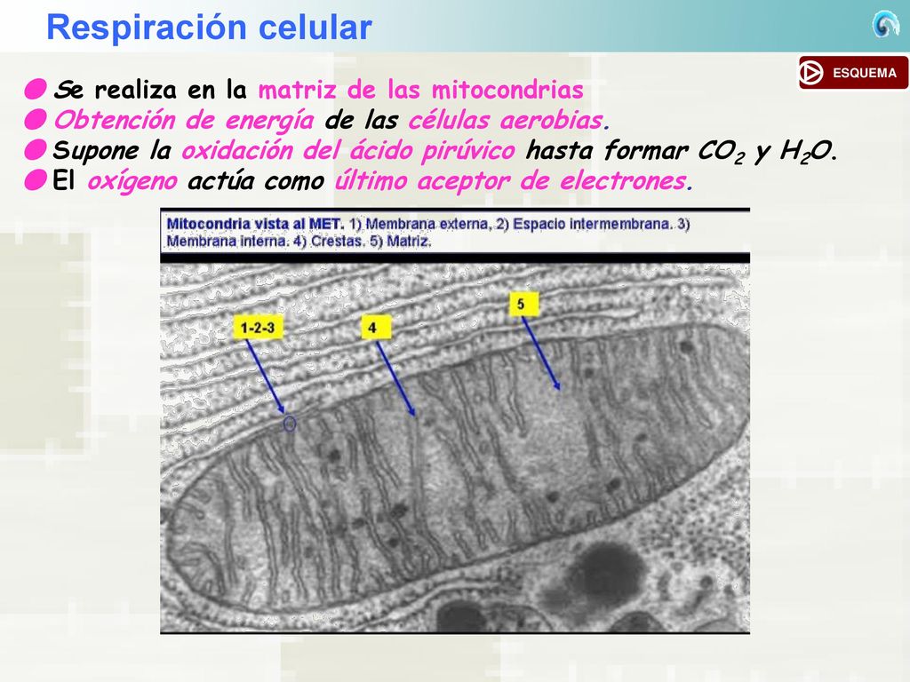 Respiración celular ● Se realiza en la matriz de las mitocondrias