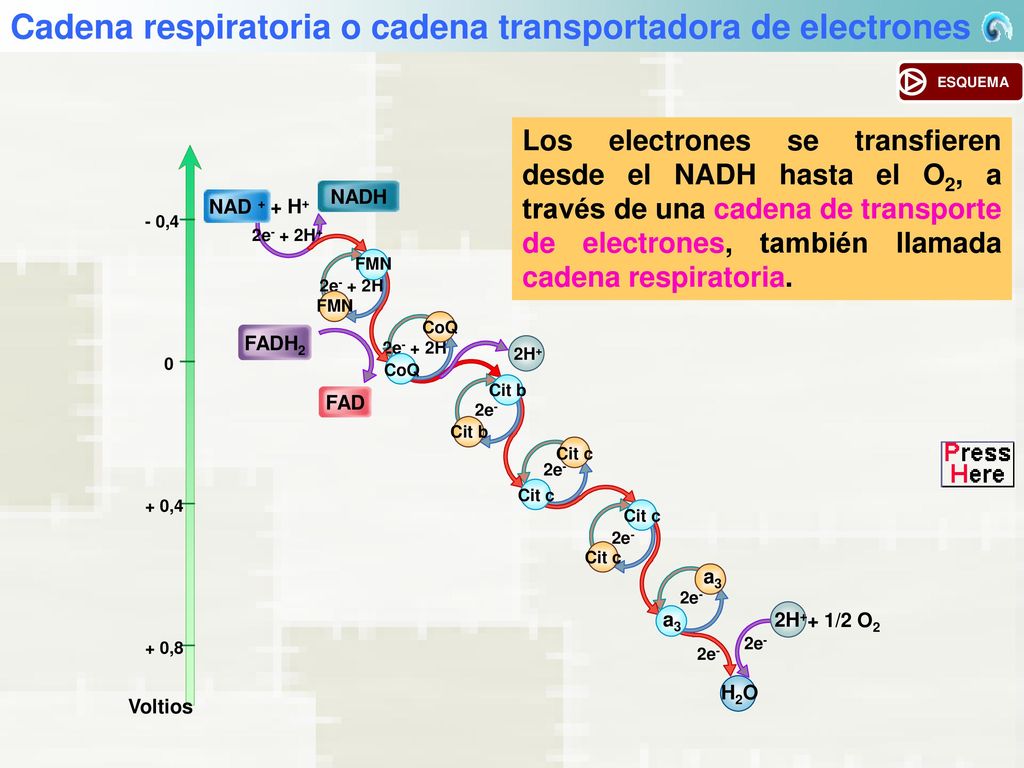 Cadena respiratoria o cadena transportadora de electrones