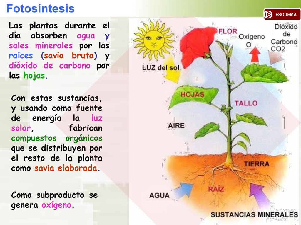 Fotosíntesis ESQUEMA. Las plantas durante el día absorben agua y sales minerales por las raíces (savia bruta) y dióxido de carbono por las hojas.
