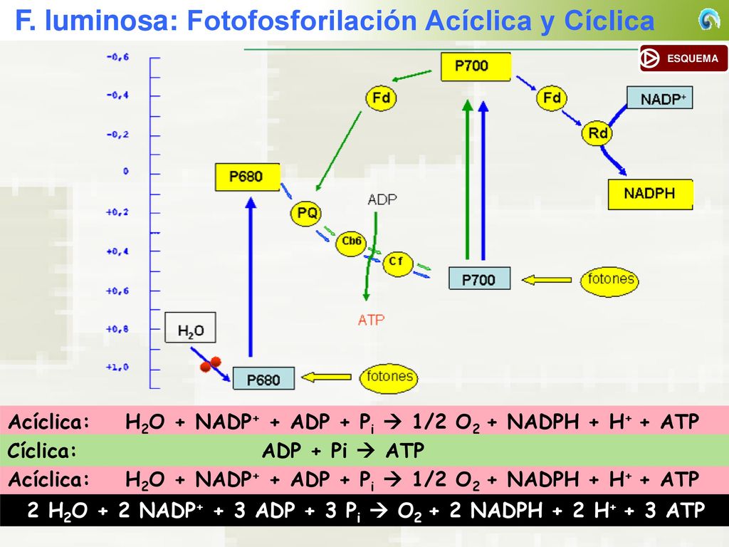 2 H2O + 2 NADP+ + 3 ADP + 3 Pi  O2 + 2 NADPH + 2 H+ + 3 ATP