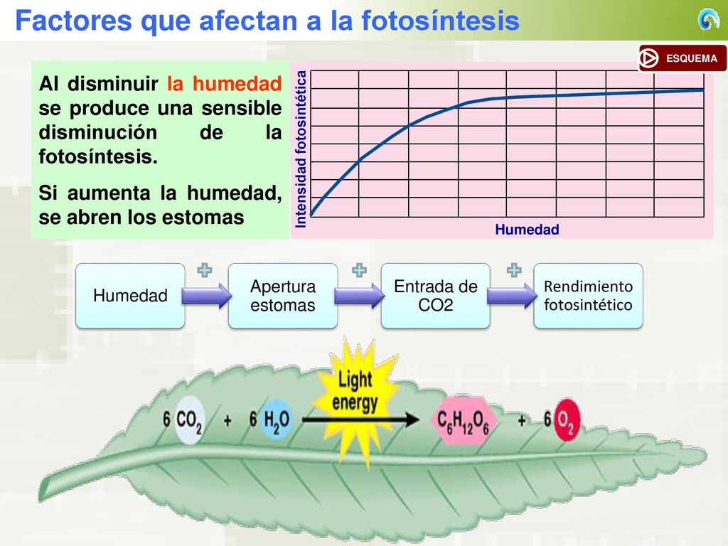 Intensidad fotosintética