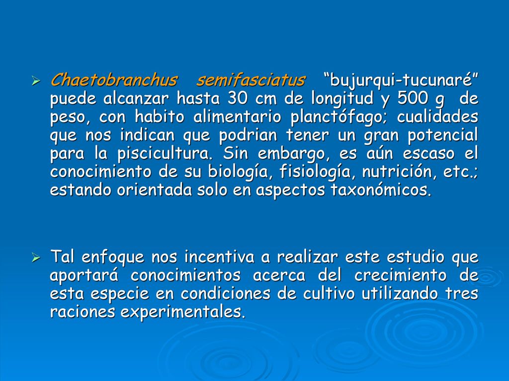 Chaetobranchus semifasciatus bujurqui-tucunaré puede alcanzar hasta 30 cm de longitud y 500 g de peso, con habito alimentario planctófago; cualidades que nos indican que podrian tener un gran potencial para la piscicultura. Sin embargo, es aún escaso el conocimiento de su biología, fisiología, nutrición, etc.; estando orientada solo en aspectos taxonómicos.