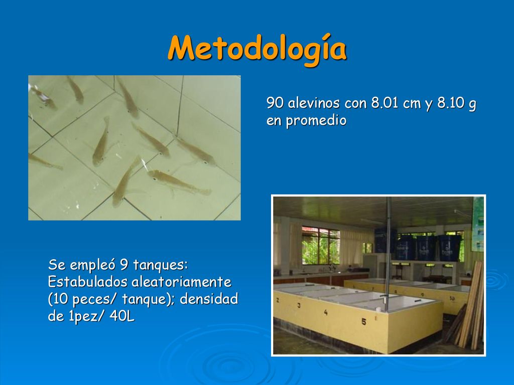 Metodología 90 alevinos con 8.01 cm y 8.10 g en promedio