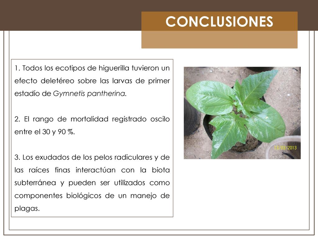 CONCLUSIONES 1. Todos los ecotipos de higuerilla tuvieron un efecto deletéreo sobre las larvas de primer estadío de Gymnetis pantherina.