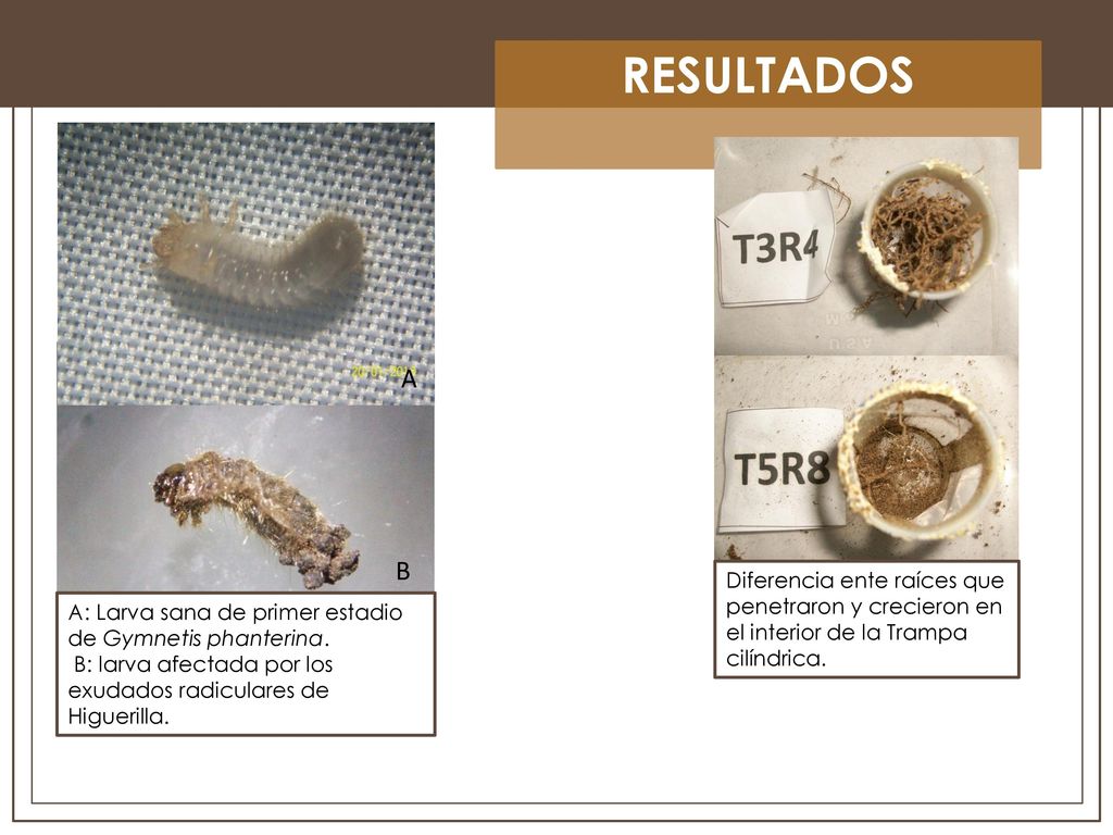 RESULTADOS A. B. Diferencia ente raíces que penetraron y crecieron en el interior de la Trampa cilíndrica.