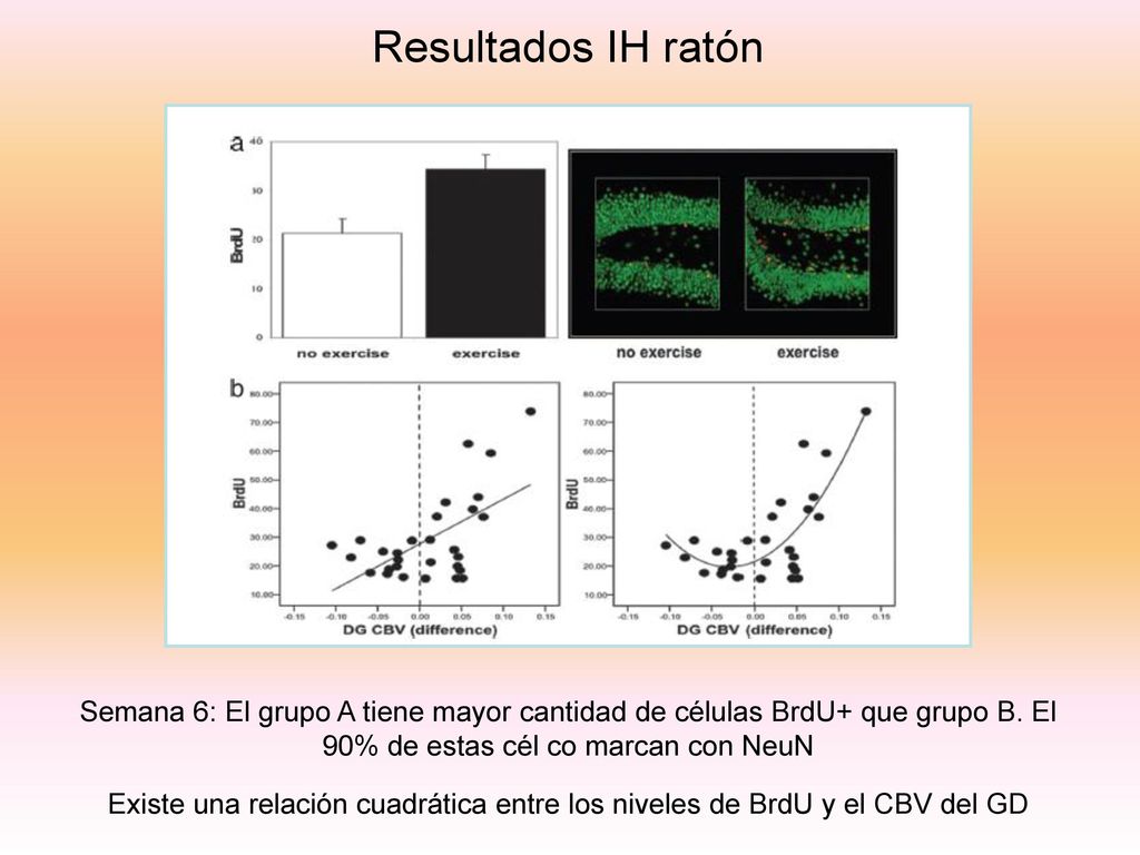 Resultados IH ratón Semana 6: El grupo A tiene mayor cantidad de células BrdU+ que grupo B. El 90% de estas cél co marcan con NeuN.