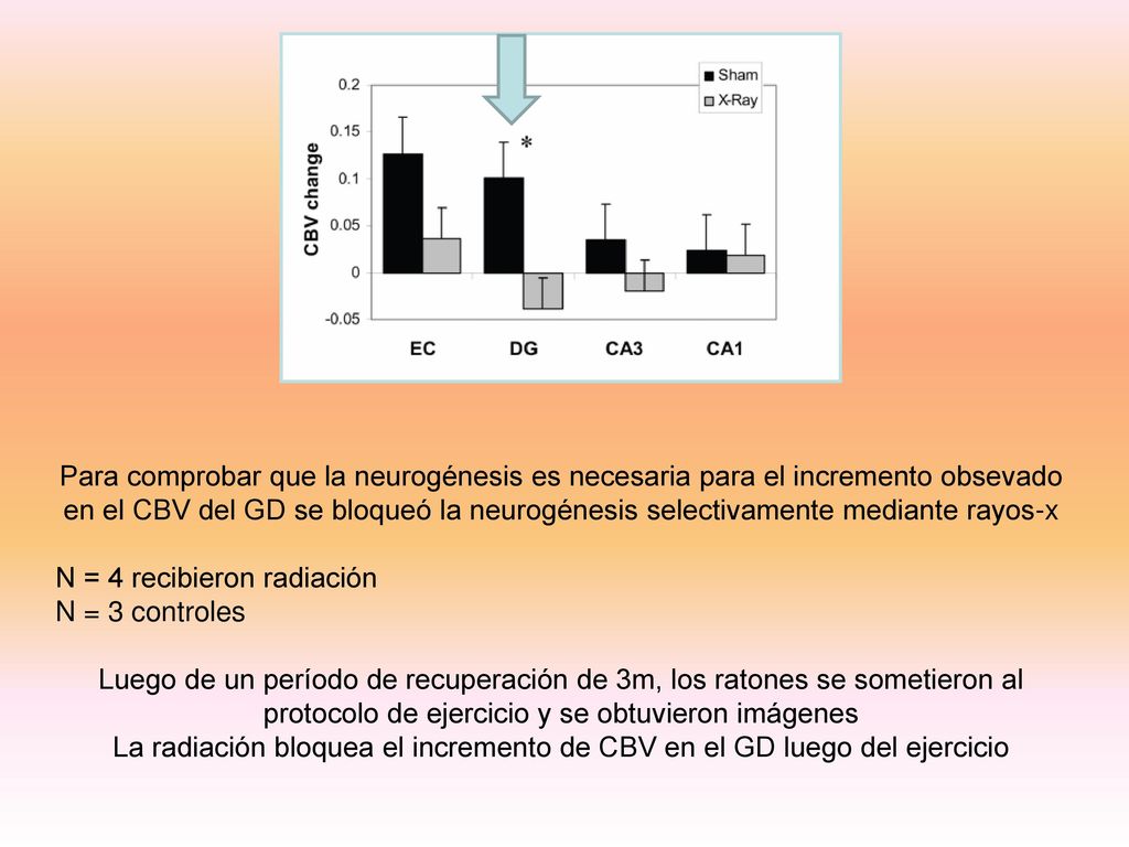 La radiación bloquea el incremento de CBV en el GD luego del ejercicio