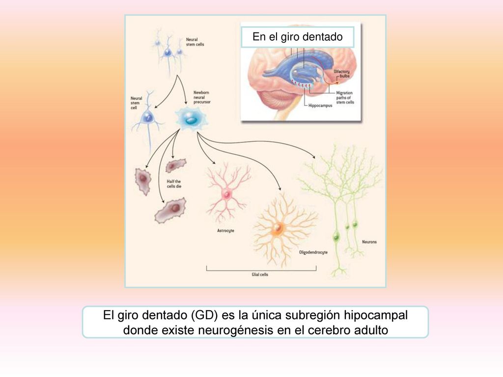 En el giro dentado El giro dentado (GD) es la única subregión hipocampal donde existe neurogénesis en el cerebro adulto.