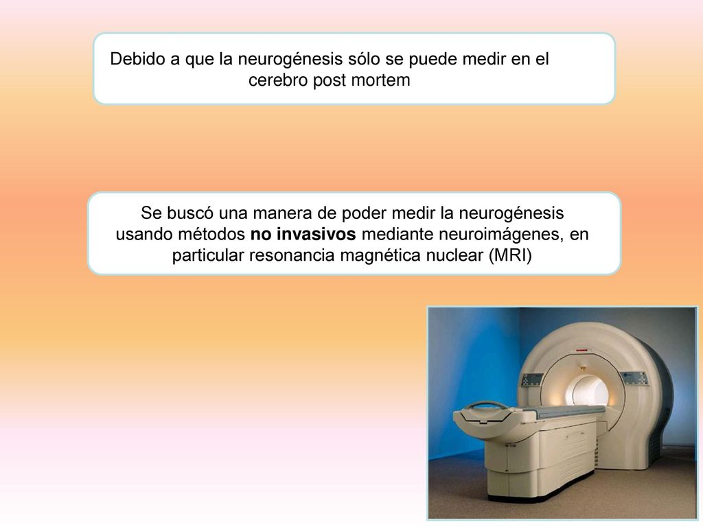 Debido a que la neurogénesis sólo se puede medir en el cerebro post mortem