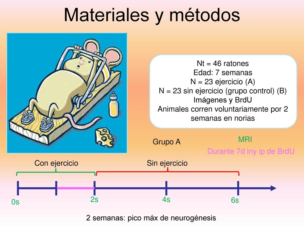 Materiales y métodos Nt = 46 ratones Edad: 7 semanas