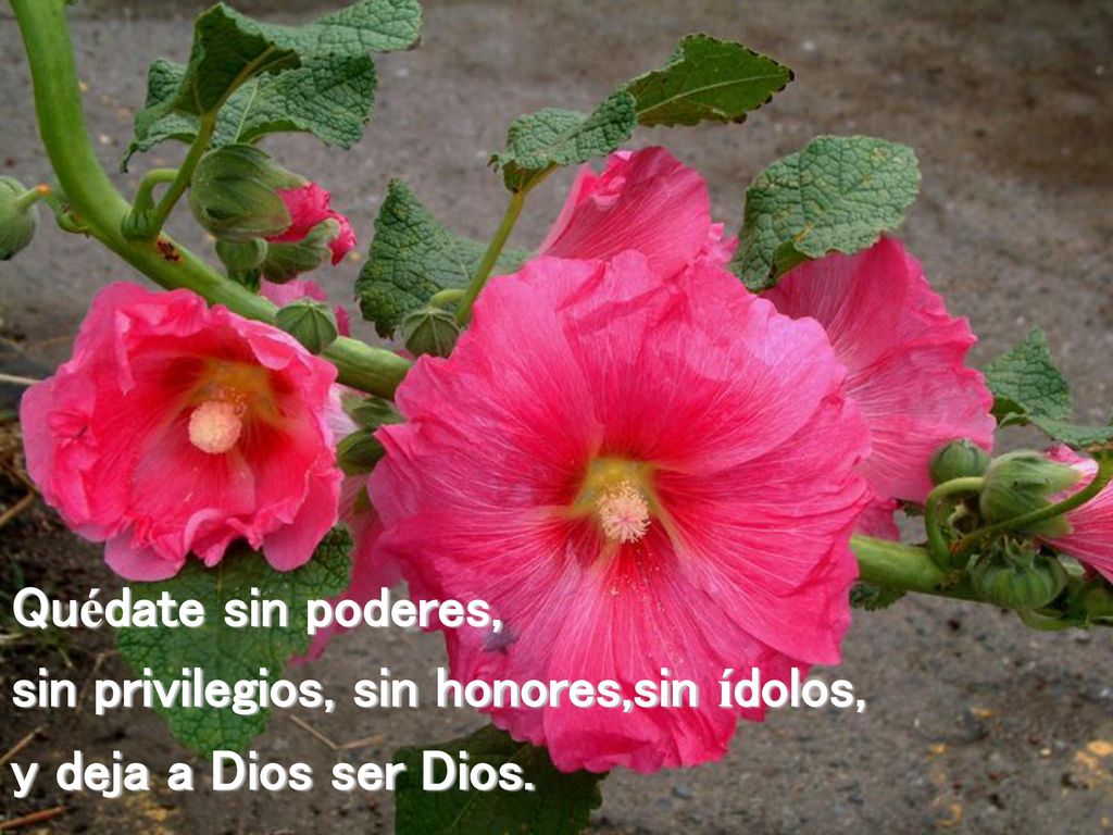 sin privilegios, sin honores,sin ídolos, y deja a Dios ser Dios.