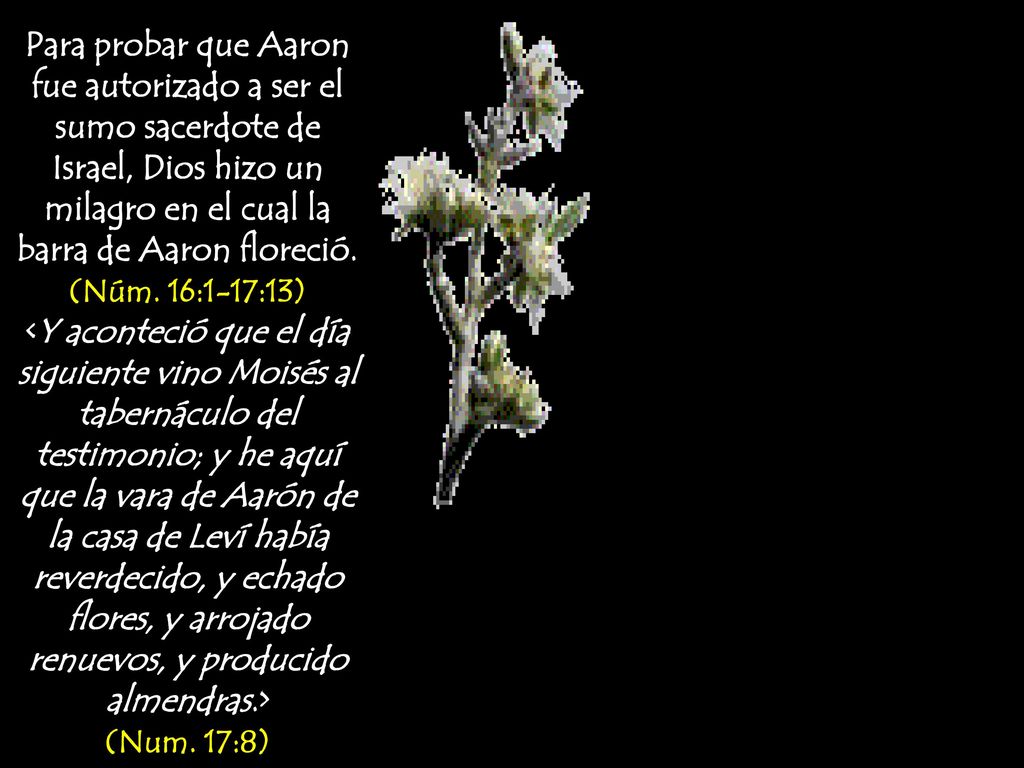 Para probar que Aaron fue autorizado a ser el sumo sacerdote de Israel, Dios hizo un milagro en el cual la barra de Aaron floreció. (Núm. 16:1-17:13)